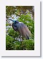 Tri-color Herons are in breeding plumage and nesting