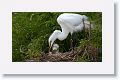 Great Egret with chicks