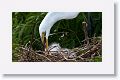 Great Egret with chicks