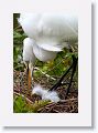 Great Egret with chicks