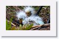 Great Egret with chicks