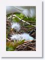 Great Egret with chicks