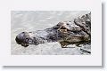 Gators provide protection from predators such as racoons and snakes