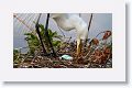 Great Egret with eggs