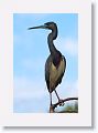 Tricolor Heron