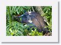 Tricolor Heron nesting