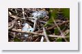 Great Egret chicks