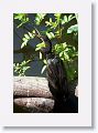 ANhinga