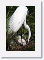Great Egret with chicks