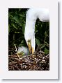 Great Egret with chicks