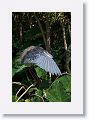 Tricolor Heron