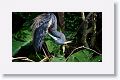 Tricolor Heron