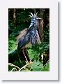 Tricolor Heron
