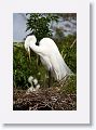 Great Egret with chicks