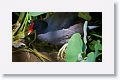 Moorhen