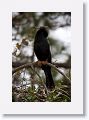 Anhinga