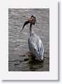 Great Blue Heron with lunch