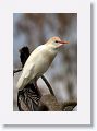 Cattle Egret in breeding plumage