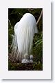 Great Egret with chicks