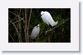 Snowy Egrets