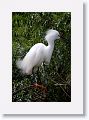 Snowy Egret in breeding plumage