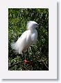 Snowy Egret in breeding plumage