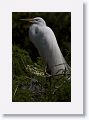 Great Egret with chicks