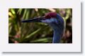 Sandhill Crane