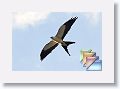 swallowtailedKites * (87 Slides)