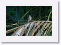 Tropical Mocking-bird.