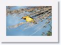Yellow Oriole.