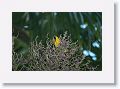 Yellow Oriole.