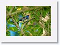 Turquoise Tanager.