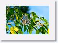 Blue-gray Tanager.