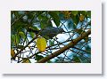 Blue-gray Tanager.