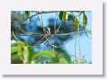 Black-throated Mango.