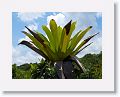 Kaieteur Falls National Park has the world?s largest bromeliads that is frequently the home of a golden frog.