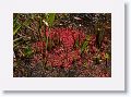 Sundew.