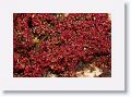 Sundew.