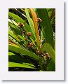 The world?s largest bromeliad in flower.