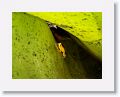 A Golden frog at home in the world's largest bromeliad.