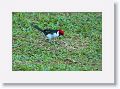 Red-capped Cardinal.