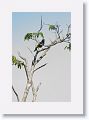 Yellow-rumped Cacique.