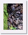 Can you find the Pac Man Frog?
