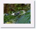 Fulgorid, a South American planthopper.