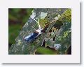 Fulgorid, a South American planthopper.