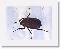 Day 3 starts with a look at Dave Brzoska's insect collecting sheet to see what the blacklight attracted. This is a large Scarab, genus Megasoma.