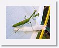 Preying Mantis.