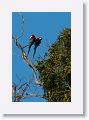 Red-and-green Macaw.