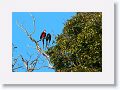 Red-and-green Macaw.